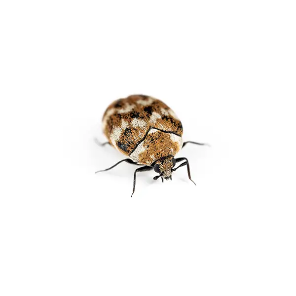 Carpet beetle on a white background - Keep pests away from your home with Florida Pest Control in FL