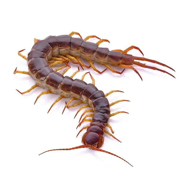 Centipede on a white background - Keep pests away from your home with Florida Pest Control in FL