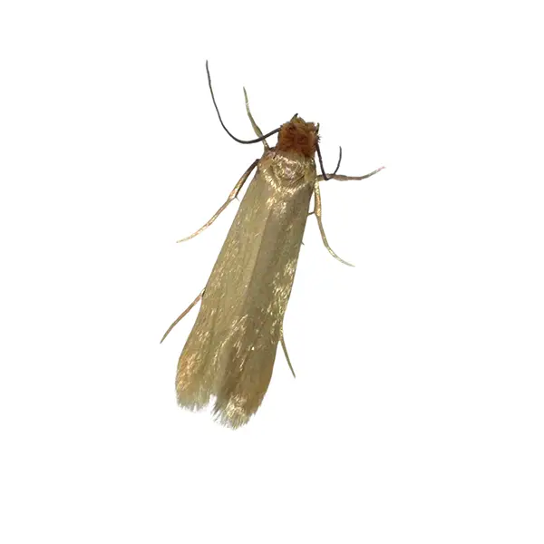 Clothes moth on a white background - Keep pests away from your home with Florida Pest Control in FL