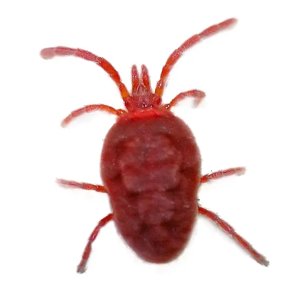 Clover mite on a white background - Keep pests away from your home with Florida Pest Control in FL