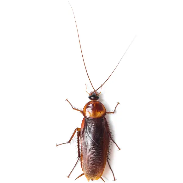 Cockroach on a white background - Keep pests away from your home with Florida Pest Control in FL