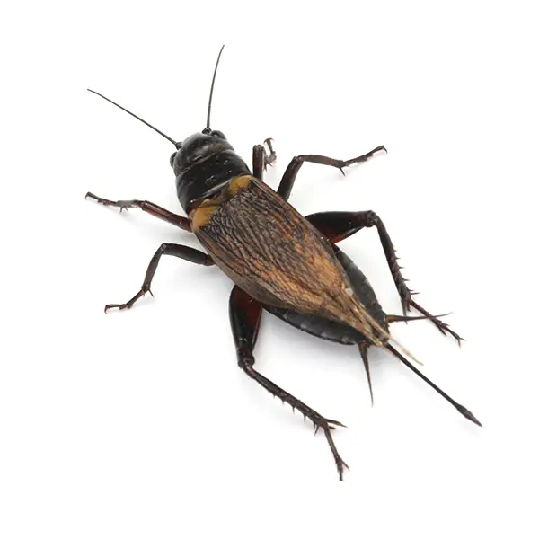 Cricket on a white background - Keep pests away from your home with Florida Pest Control in FL