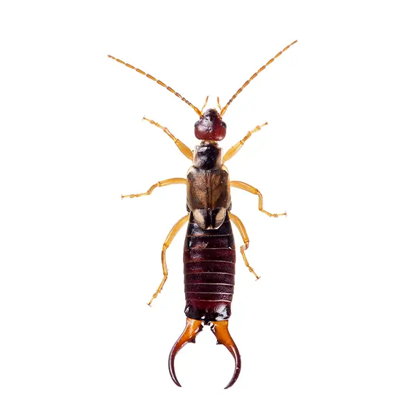 Earwig on a white background - Keep pests away from your home with Florida Pest Control in FL