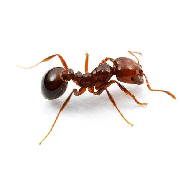 Fire ant on a white background - Keep pests away from your home with Florida Pest Control in FL