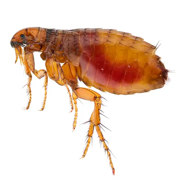 Flea on a white background - Keep pests away from your home with Florida Pest Control in FL