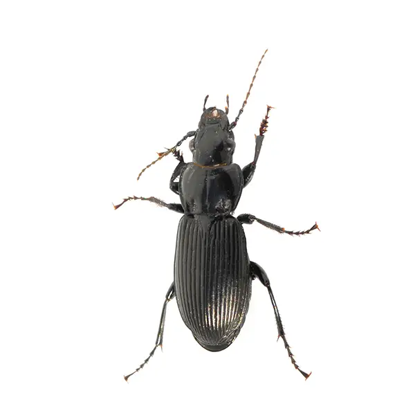 Ground beetle on a white background - Keep pests away from your home with Florida Pest Control in FL