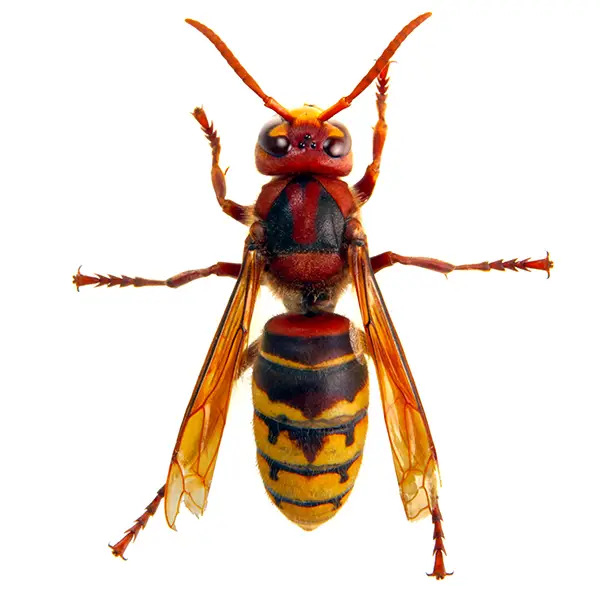 Hornet on a white background - Keep pests away from your home with Florida Pest Control in FL