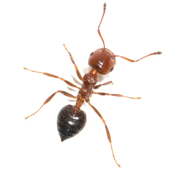 House ant on a white background - Keep pests away from your home with Florida Pest Control in FL