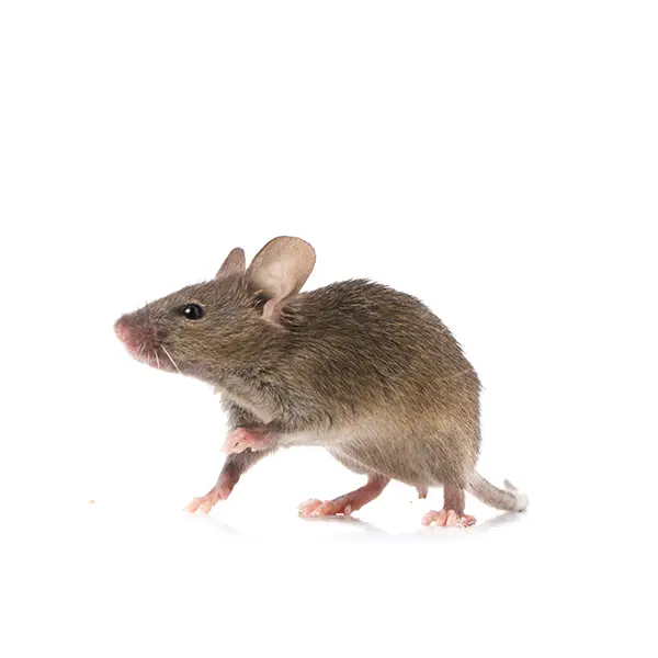 Gray rat on a white background - Keep pests away from your home with Florida Pest Control in FL