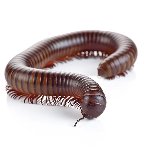 Millipede on a white background - Keep pests away from your home with Florida Pest Control in FL