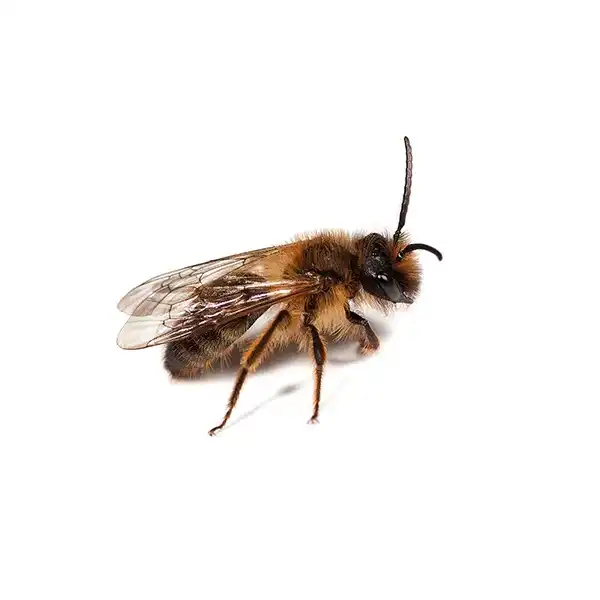 Mining bee on a white background - Keep pests away from your home with Florida Pest Control in FL