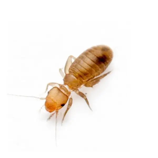 Psocid on a white background - Keep pests away from your home with Florida Pest Control in FL