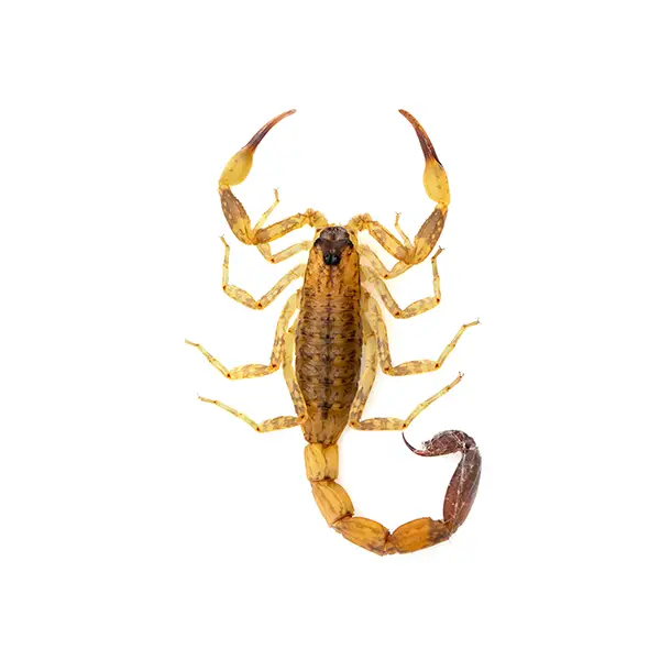 Scorpion on a white background - Keep pests away from your home with Florida Pest Control in FL