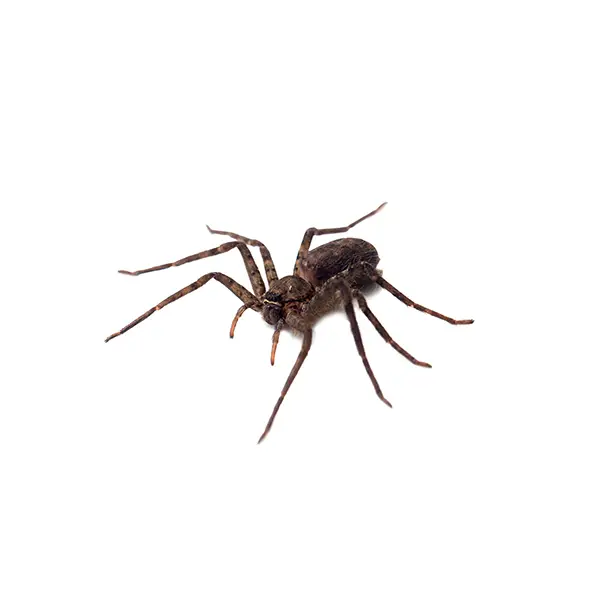 Spider on a white background - Keep pests away from your home with Florida Pest Control in FL