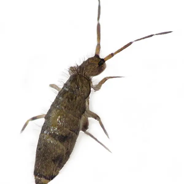 Springtail on a white background - Keep pests away from your home with Florida Pest Control in FL