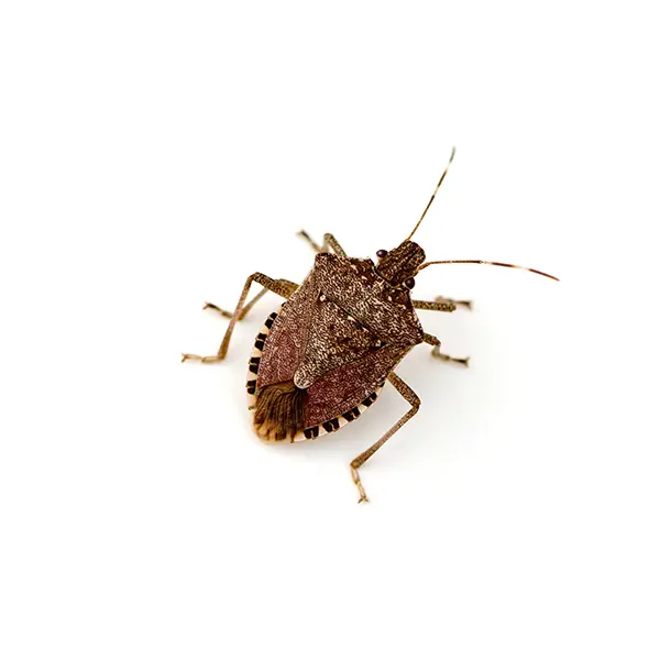 Stinkbug on a white background - Keep pests away from your home with Florida Pest Control in FL