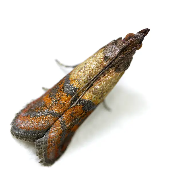 Stored product moth on a white background - Keep pests away from your home with Florida Pest Control in FL