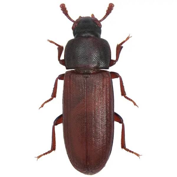 Stored product beetle on a white background - Keep pests away from your home with Florida Pest Control in FL