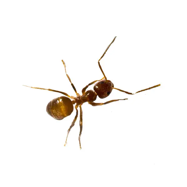 Tawny crazy ant on a white background - Keep pests away from your home with Florida Pest Control in FL