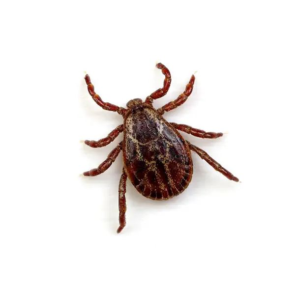 Tick on a white background - Keep pests away from your home with Florida Pest Control in FL