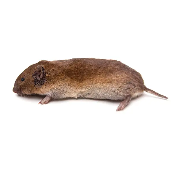 Vole on a white background - Keep pests away from your home with Florida Pest Control in FL