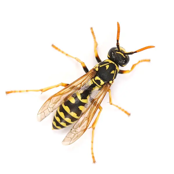 Wasp on a white background - Keep pests away from your home with Florida Pest Control in FL