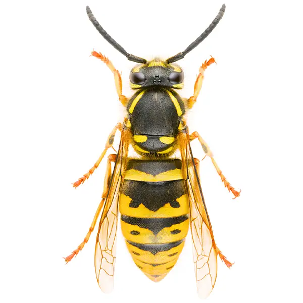 Yellowjacket on a white background - Keep pests away from your home with Florida Pest Control in FL