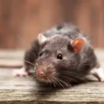 Rat in Florida home - Florida Pest Control