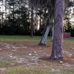 rest stop parking area with trees and grass - keep pests away from your home with florida pest control