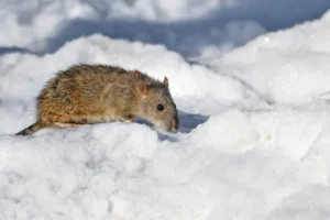 Rodent walking on snow