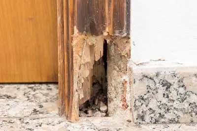 Signs you have termites by Florida Pest Control in Southern Florida