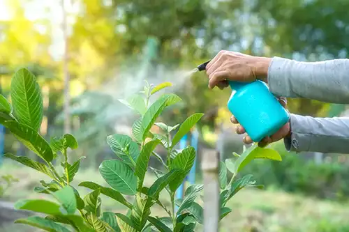 How Can I Keep Pests Out Of My Lawn in Gainesville FL