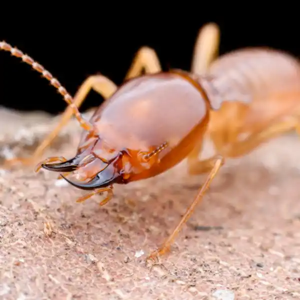 Termite Identification Guide; Florida Pest Control