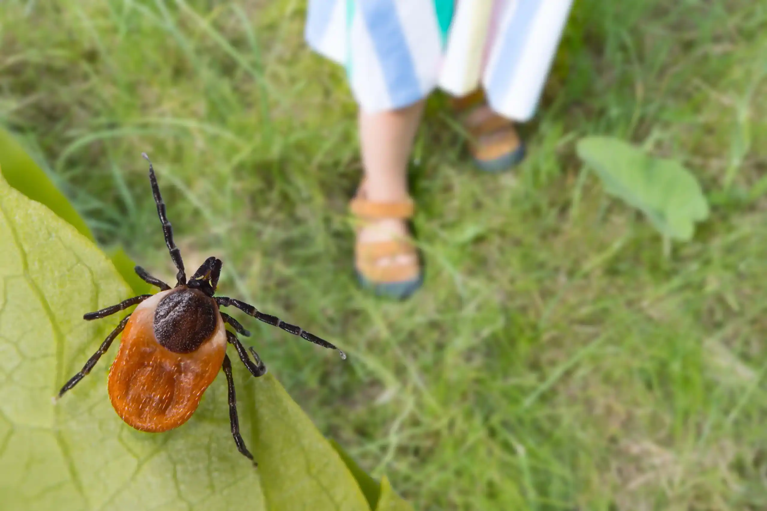 Tick crawling on a leaf - Keep pests away form your home with Florida Pest Control in Gainesville FL