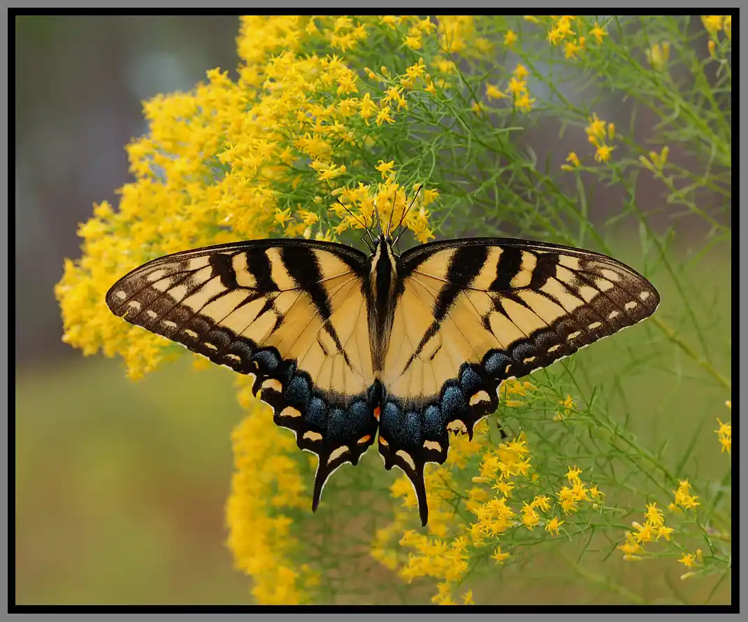 A tiger swallowtail perched on a flower - keep pests away form your home with florida pest control