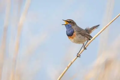 Types of Protected Birds in South Florida