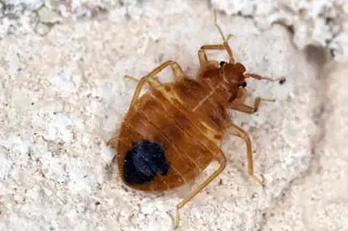 close up of a bed bug under a microscope - Florida Pest Control, Gainesville FL