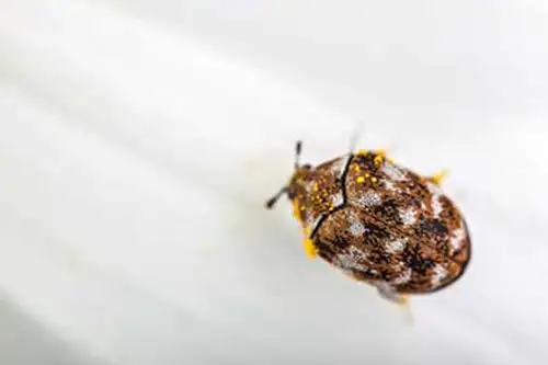 A carpet beetle crawling along a bed sheet - Florida Pest Control, Gainesville FL