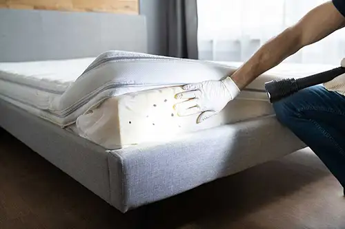 Person pulling back mattress pulling back mattress cover to reveal bed bugs - Florida Pest Control, Gainesville FL