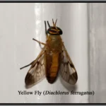 yellow fly on a wall - keep flies away from your home with florida pest control